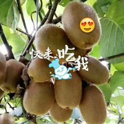 依依7d
