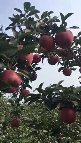 一秒钟の记忆主播照片