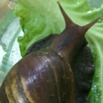 守株*海报