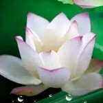 小蜜蜂，，