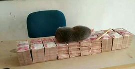 168888大叔主播照片