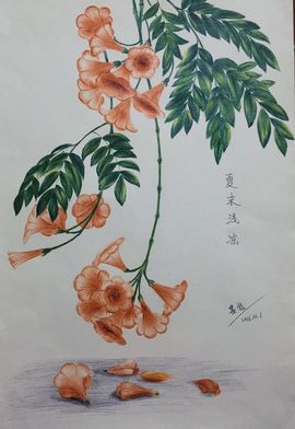 小筱花🌸主播照片