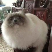 清~欢海报