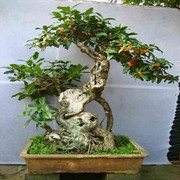 一帆风顺a5$