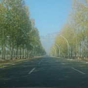 A.无耻之徒海报