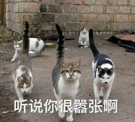 沫儿家的猫主播照片