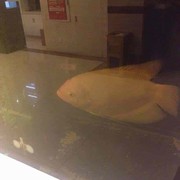 520：情有独钟