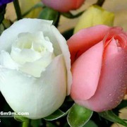 潇洒活一生l的头像