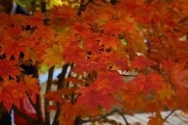 魅力女人唱民歌主播照片