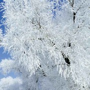 雪花飘o2海报