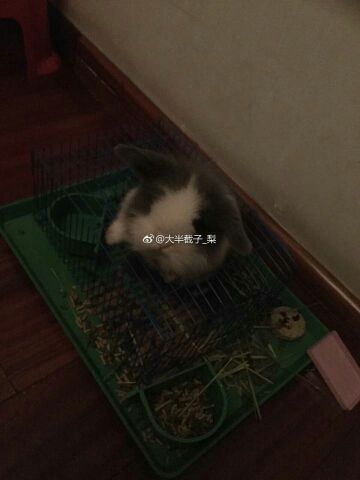 小雪梨停播的主播照片