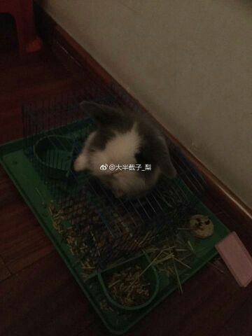 小雪梨停播的主播照片、视频直播图片