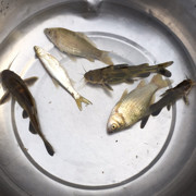 拉凯凯海报