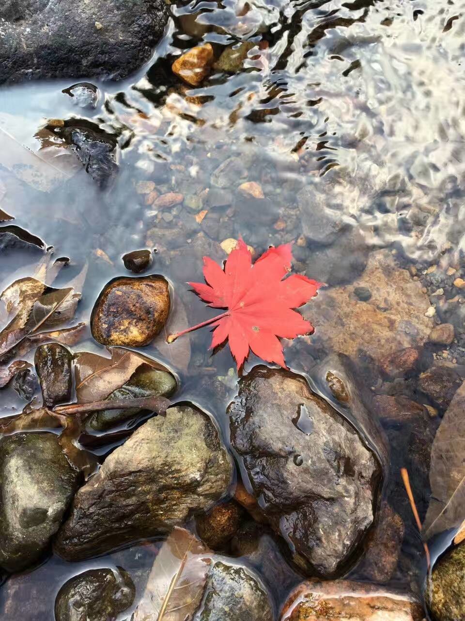 十三，求升级的主播照片