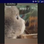 影子palo