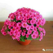 为爱持家的头像