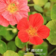世间真情d海报