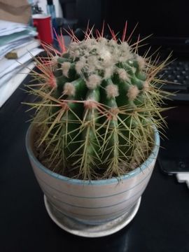 北方的~狼主播照片