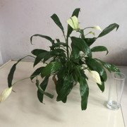 小茉莉的幽香头像