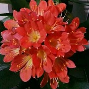 珍惜彼此（平安保险）