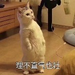 alice997的头像