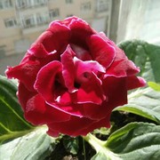 子明$9