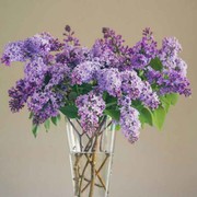 静花使者。