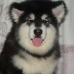 『顺★義』、誓言