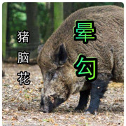 猪脑花🐖