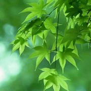 清清的早晨