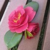 一生有爱la