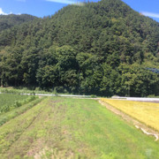 启罗生199