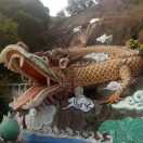 龙zoi