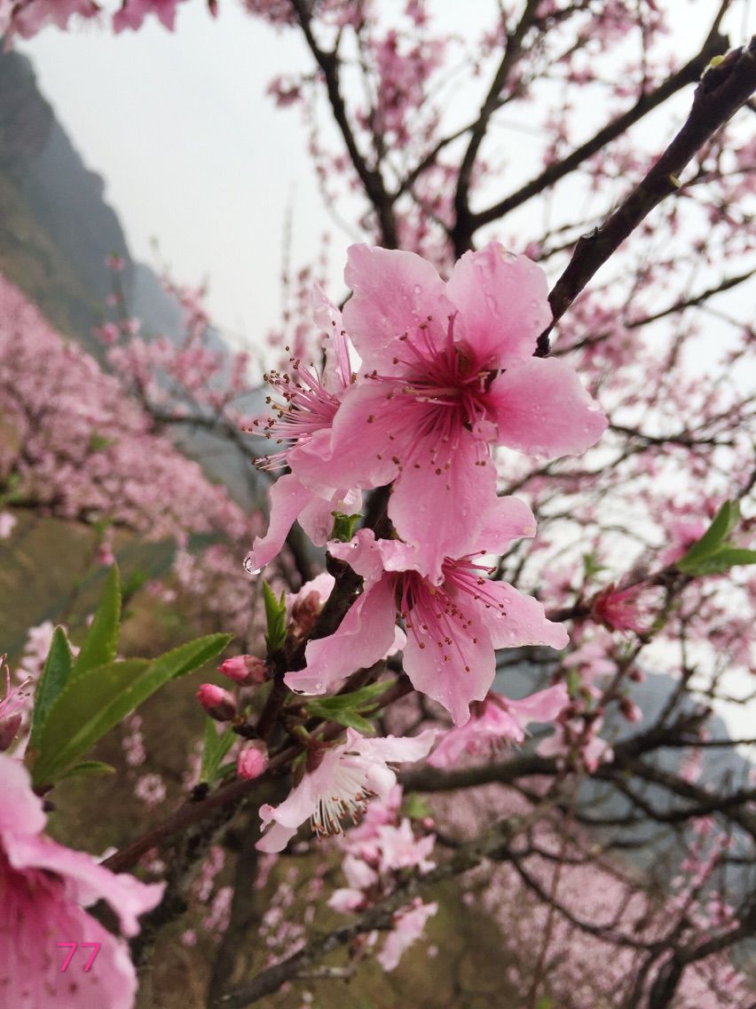 🌺好想亲亲你🌸的主播照片