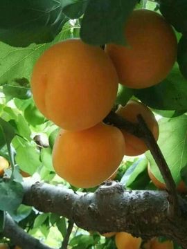 ✨媳婦⭐求🌙帶走✨主播照片