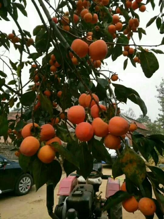 ✨媳婦⭐求🌙帶走✨主播照片