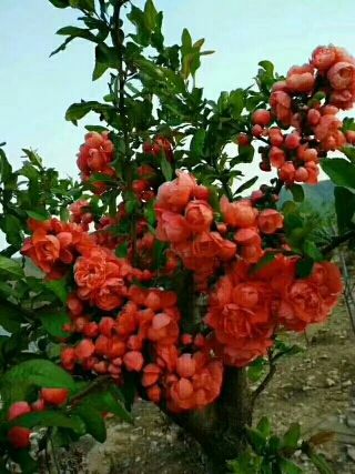✨媳婦⭐求🌙帶走✨主播照片