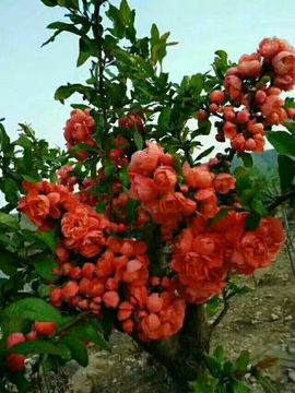 ✨媳婦⭐求🌙帶走✨主播照片