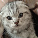老司机