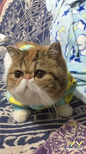 小狗然然的主播照片