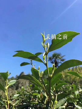 🍀茶妹👒生活茶主播照片