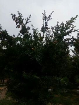 隨風的沙主播照片