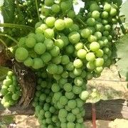 黑暗森林死神永生