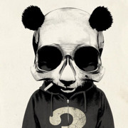 🐼熊🐼猫