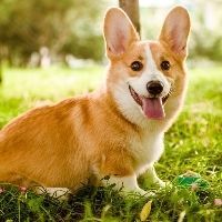 狗哥带你逛萌宠乐园主播照片