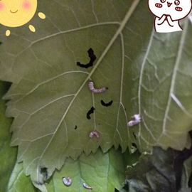 意味隽永主播照片
