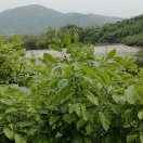 小米粥x8