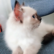 喵小咪jd5