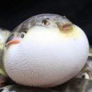 白泽v海报