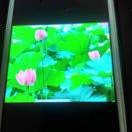 老王lqt